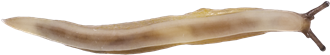 Malacolimax tenellusSVAMPSNIGEL5,9 × 35,3 mm